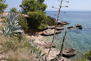 Divoce rostoucí agáve