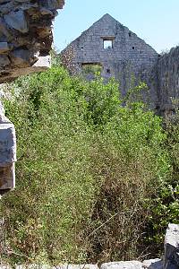 Zeleň uvnitř kostela