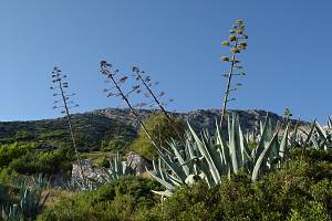 Divoce rostoucí agáve