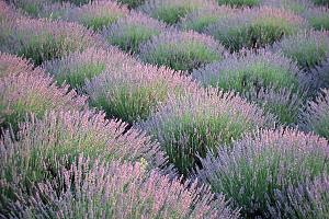 Levandule