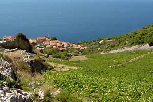 Vinice ve Sv. Nedjelji