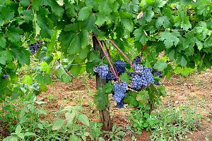 Hvarská vinná réva