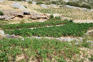 Vinice nad Ivan Dolcem