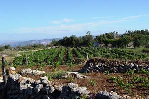 Osamělá vinice v horách