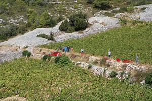 Vinobraní ve Sv. Nedjelji