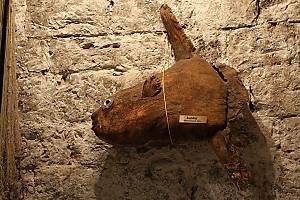 Měsíčník svítivý