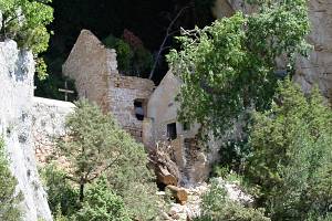 Spoušť po pádu velkého cypřiše