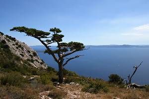 Borovice na vyhlídce u kostelíku